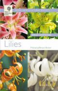 Lilies ( -   )
