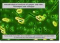 Microbiological Analysis of Grapes and Wine (     -   )
