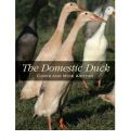 Domestic Duck (  -   )
