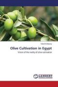Olive Cultivation in Egypt